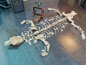 vesconite-completed-wombat-skeleton