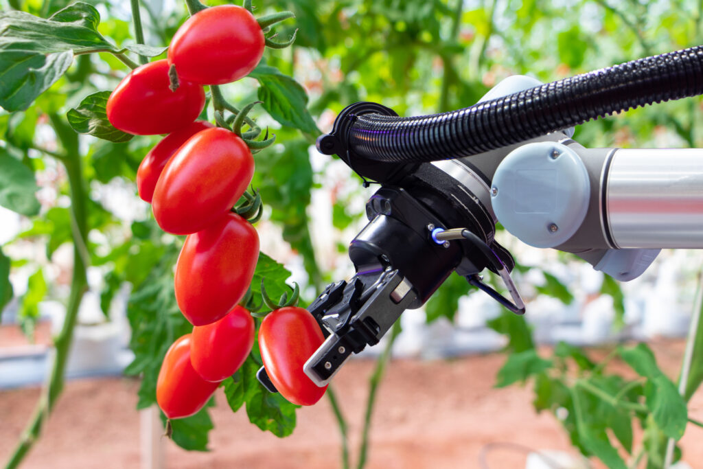 Modern,Tomato,Greenhouse,Adopts,The,Technology,Of,Robotic,Industry,To